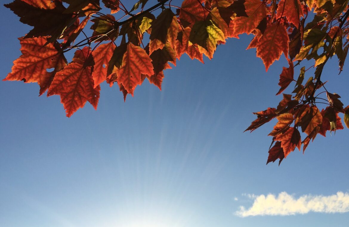 Sunshine In Autumn