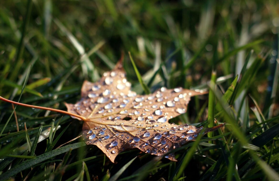 Autumn In My Heart